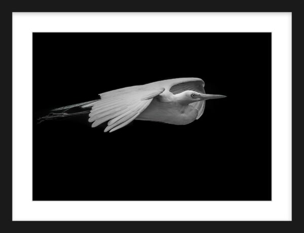 Flight