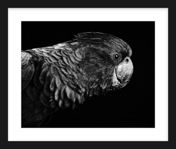 Black Cockatoo