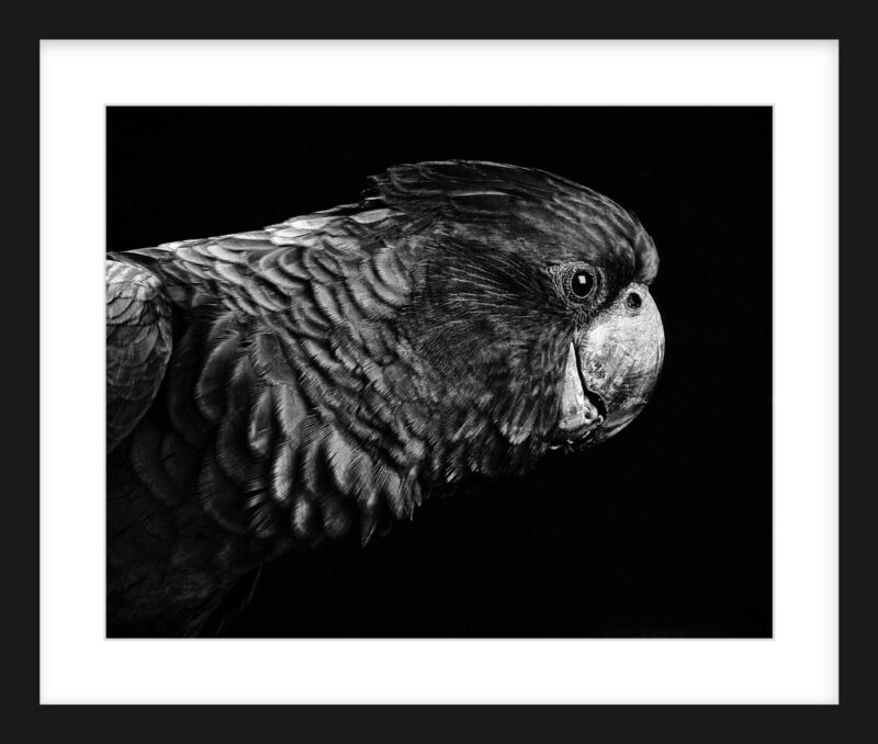 Black Cockatoo
