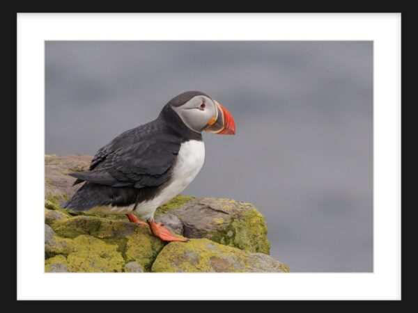 Puffin on Rocks