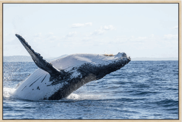 Whale Breach Horizontal