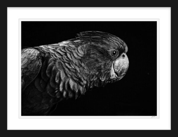 11. Profile of a Black Cockatoo
