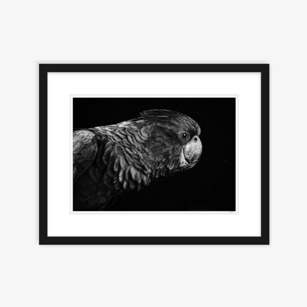 11. Profile of a Black Cockatoo