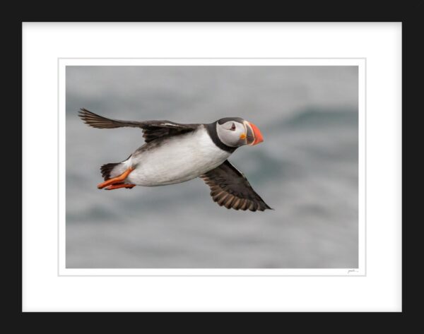 18. Puffin in Flight