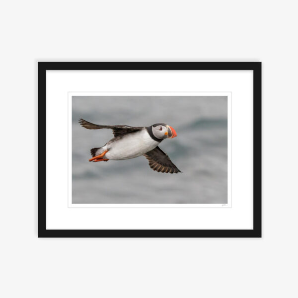 18. Puffin in Flight