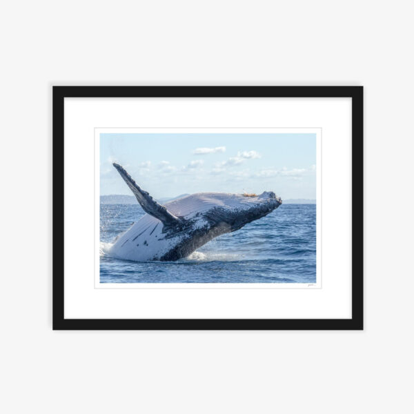 19. Whale Breach
