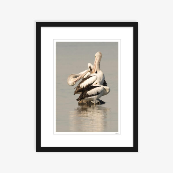 22. Pelicans Three