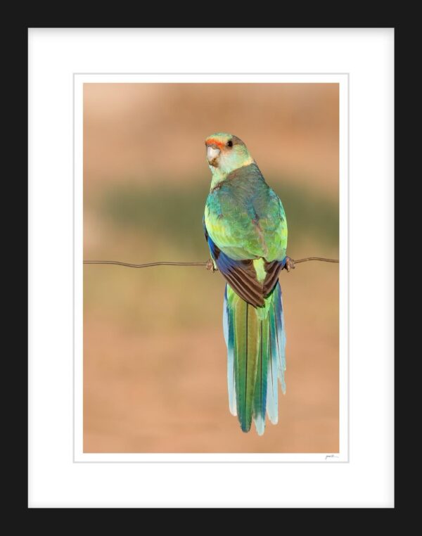 27. Mallee Ring-neck