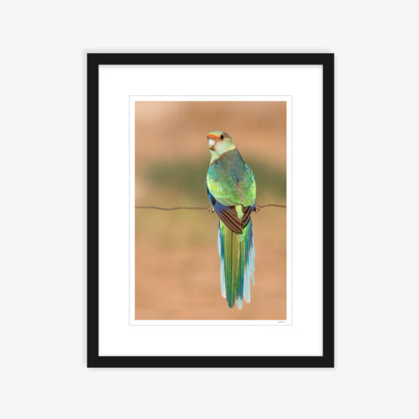 27. Mallee Ring-neck