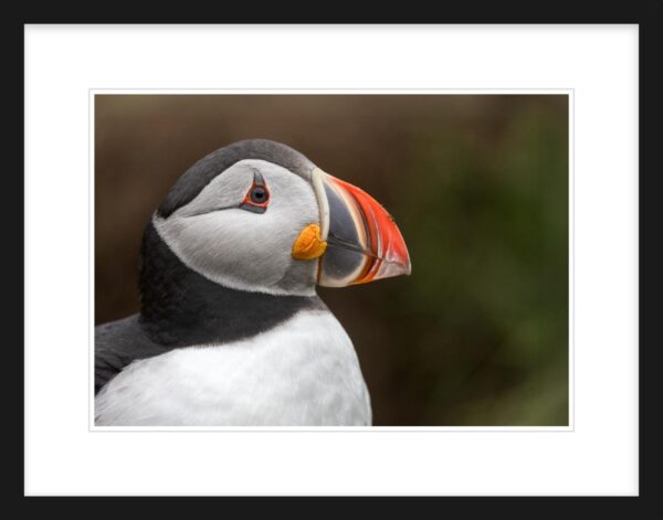 53. Puffin Profile