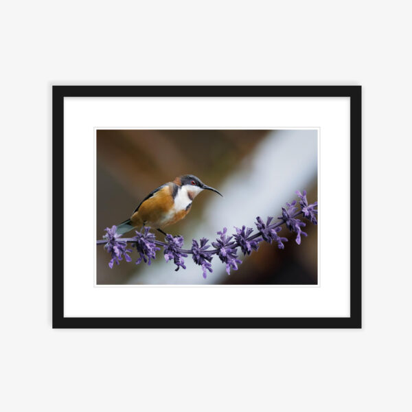 Eastern Spinebill