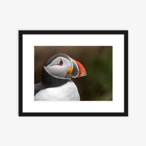 Puffin Profile