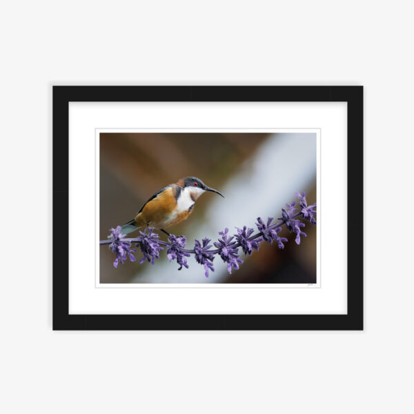 Eastern Spinebill