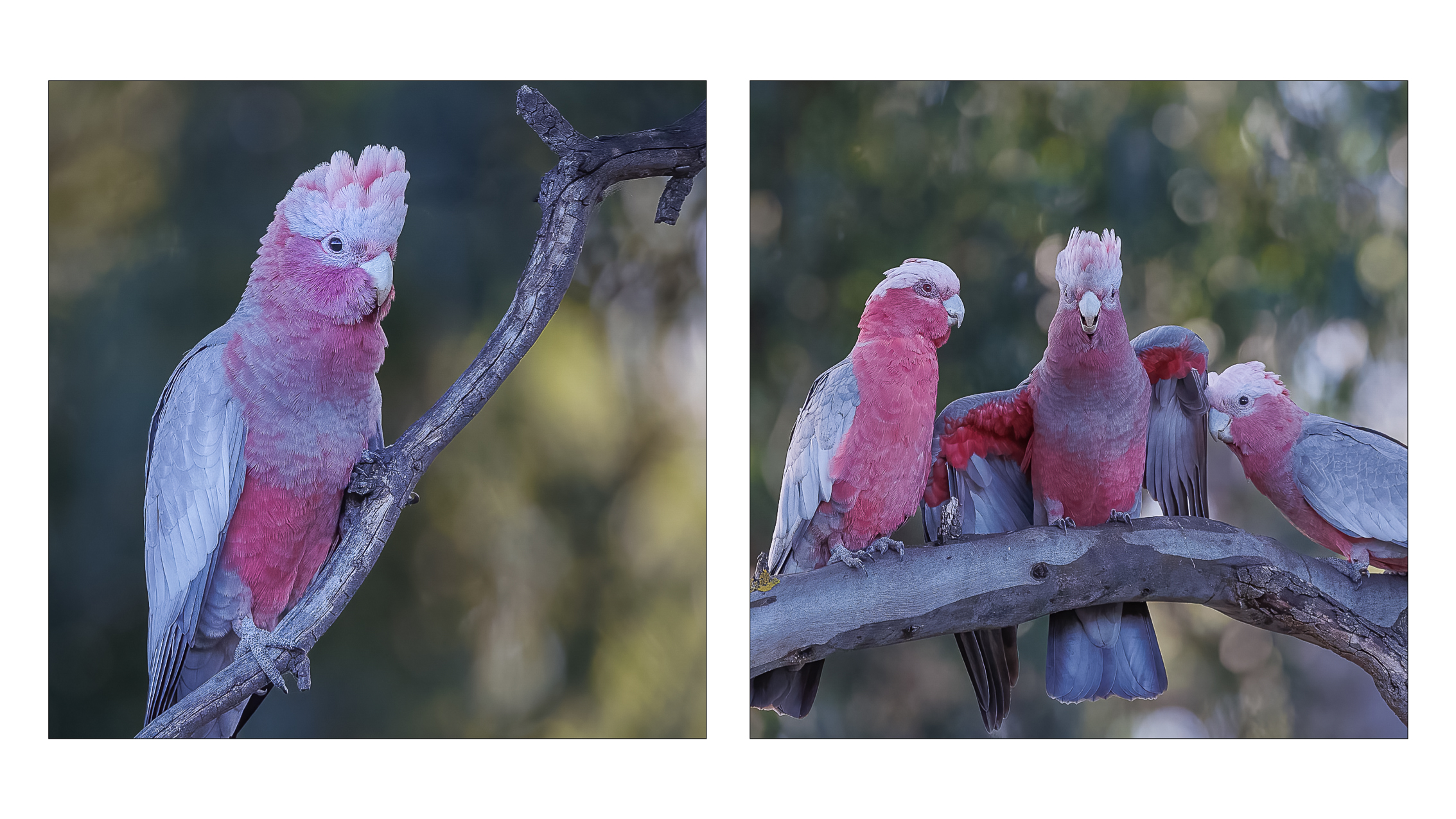 Galah Pair
