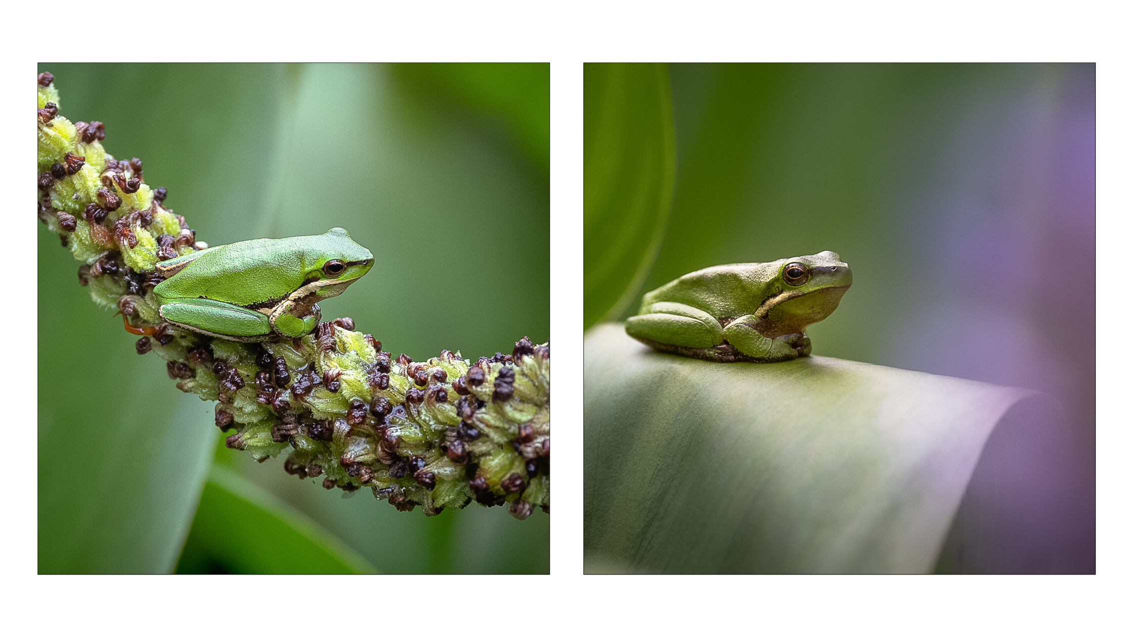 Tree Frog Pair