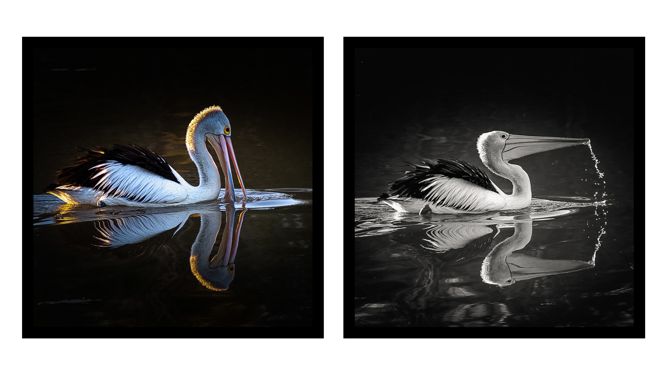 Pelican Set