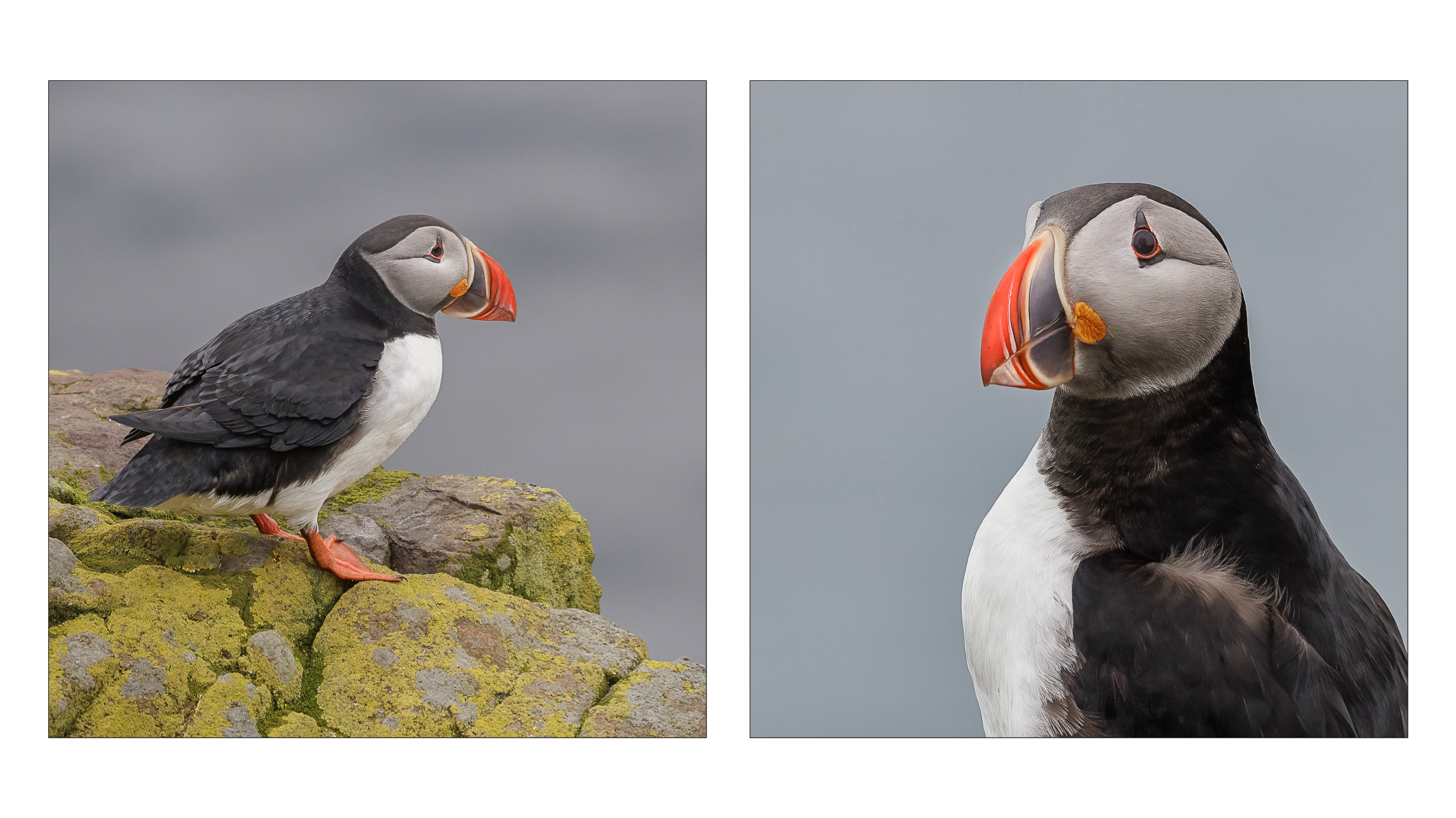 Puffin Pair