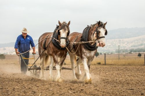 2 Clydesdales
