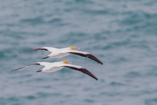 Australasian Gannet - Synchronised
