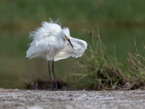 Bad feather day