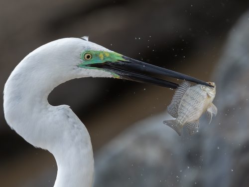 Beak N Fish