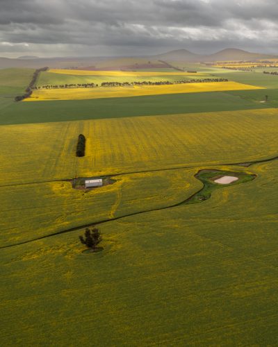 Canola Fields