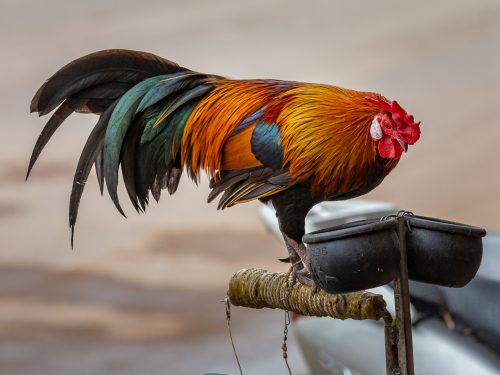 Colorful But Captured