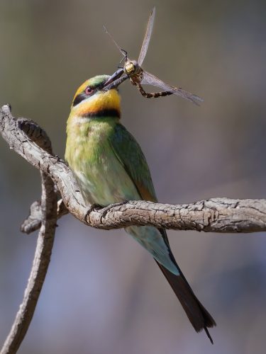 Dragon Fly Snack