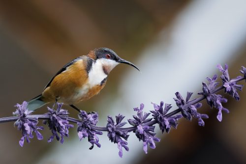 Eastern Spinebill