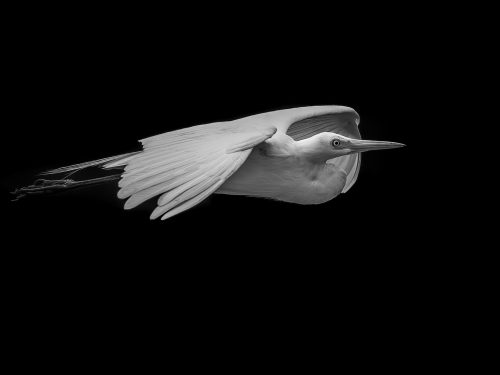 Flight