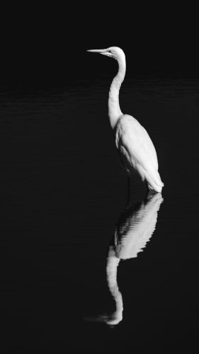 Great Egret Reflection