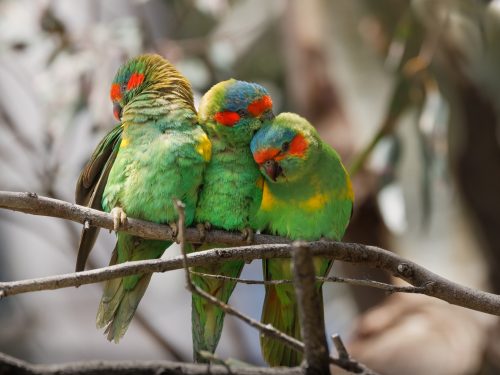 Juvenile Musk Lorikeet