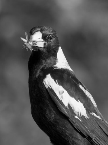 Magpie Snack