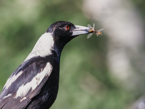 Magpie