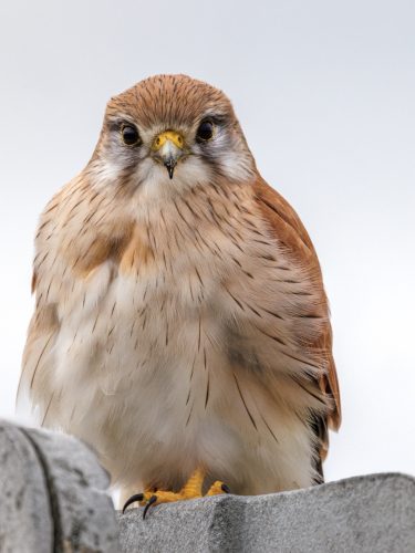 Nankeen Kestral Portrait