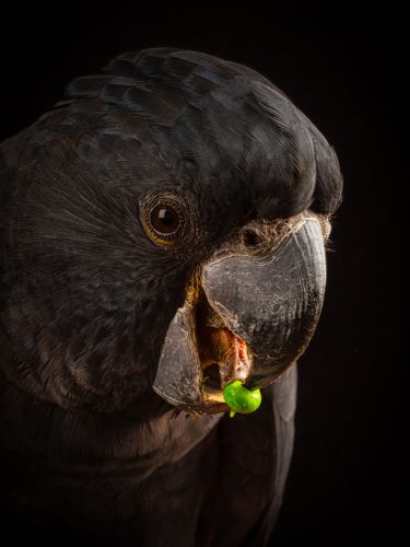 Pea Time