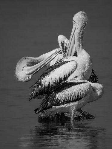 Pelicans Three