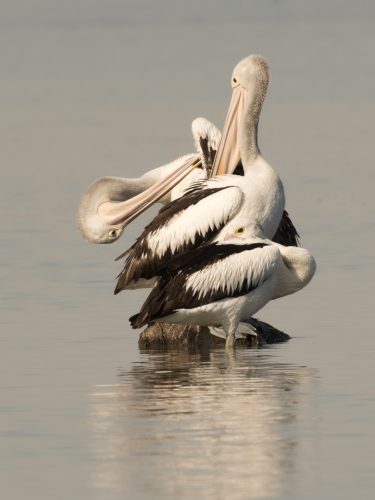 Pelicans Three