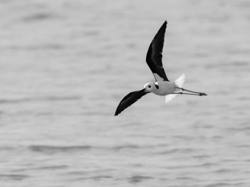 Pied Stilt