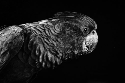 Profile of a Black Cockatoo
