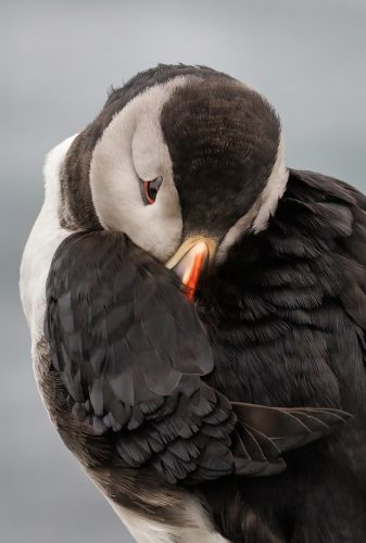 Puffin Close Up Three