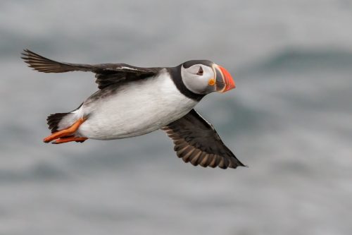 Puffin in Flight
