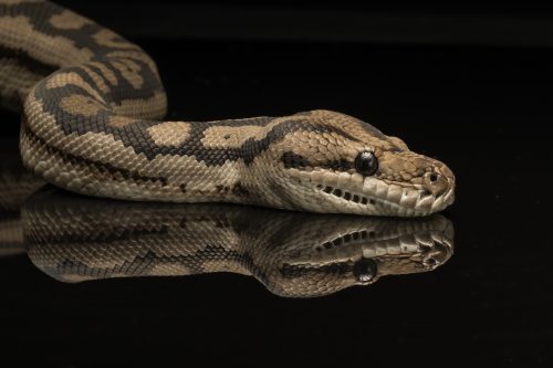 Python Close-up Reflections