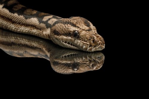Python Portrait