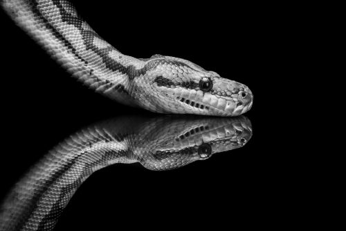 Python Reflections