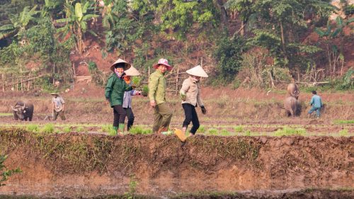 Roadside rice