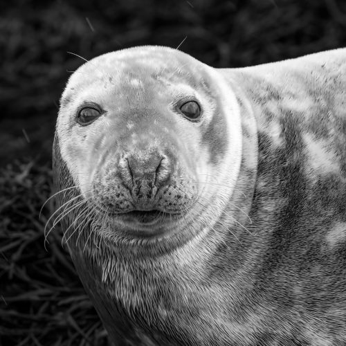 Seal Mono