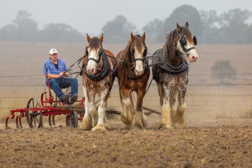 Trio of Clydesdales