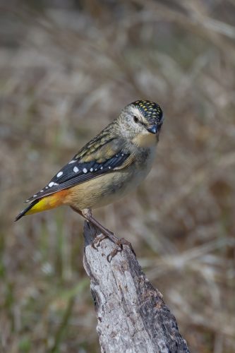Watchful Pardalote