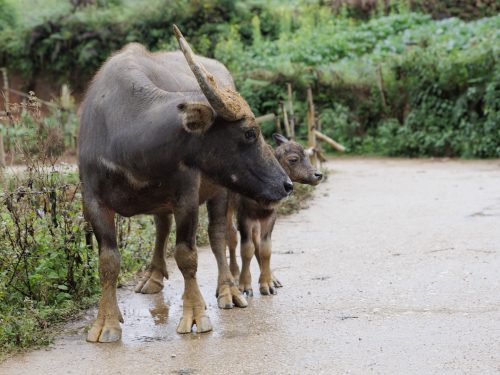 Water Buffalo